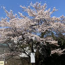 彼が浮気してるか当たる占い師chie白石先生
